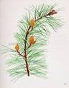 Skovfyr - Pine